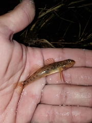 Etheostoma olmstedi