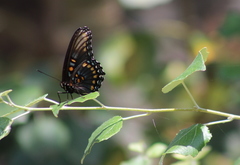 Limenitis arthemis arizonensis
