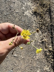 Lessingia glandulifera
