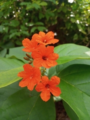 Cordia sebestena
