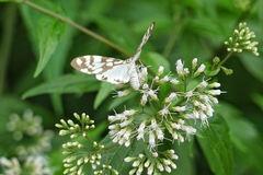 Utetheisa inconstans