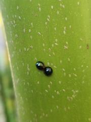 Chilocorus nigritus