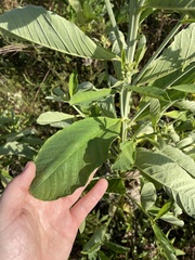 Crotalaria spectabilis