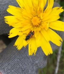 Arthrobrachus nigromaculatus