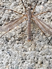 Tipula oleracea