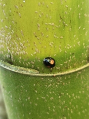 Chilocorus nigritus