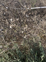 Dittrichia graveolens