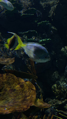 Actinopterygii