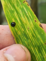 Chilocorus nigritus