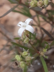 Stenaria nigricans
