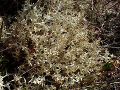 Cladonia uncialis