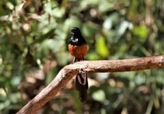 Copsychus malabaricus