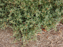 Atriplex semibaccata