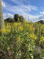 Crotalaria spectabilis
