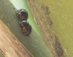 Chilocorus nigritus