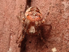 Larinioides patagiatus