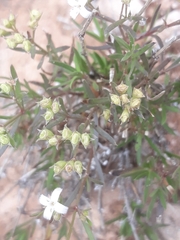 Stenaria nigricans