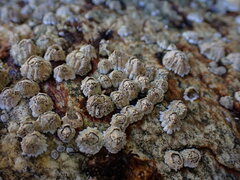 Semibalanus balanoides