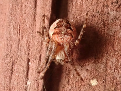 Larinioides patagiatus