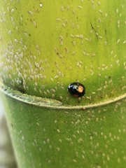 Chilocorus nigritus