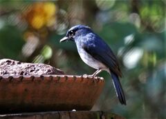 Cyornis pallidipes