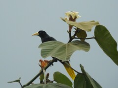 Psarocolius decumanus