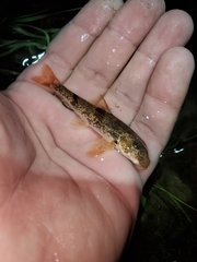 Hypentelium nigricans