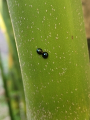 Chilocorus nigritus