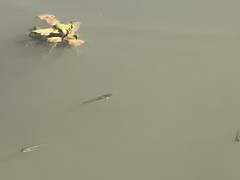 Ludwigia peploides glabrescens