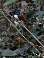 Terpsiphone paradisi