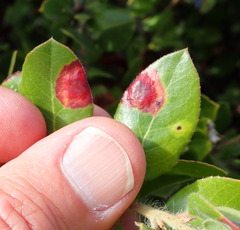 Exobasidium arctostaphyli