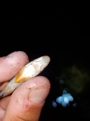 Hypentelium nigricans