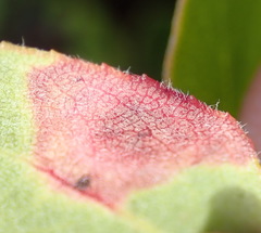 Exobasidium arctostaphyli