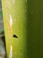 Chilocorus nigritus