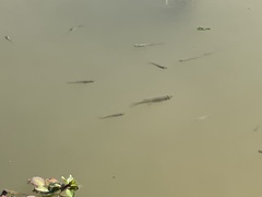 Ludwigia peploides glabrescens