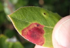 Exobasidium arctostaphyli
