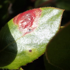 Exobasidium arctostaphyli