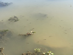 Ludwigia peploides glabrescens