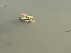 Ludwigia peploides glabrescens