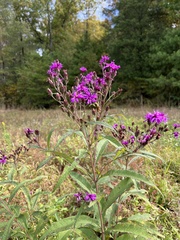 Vernonia noveboracensis