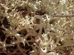 Cladonia uncialis