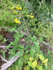 Calceolaria
