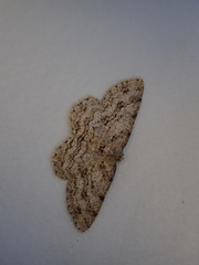 Melanolophia imitata