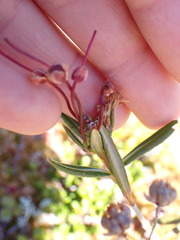Kalmia microphylla