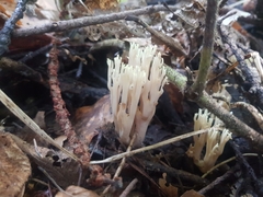 Ramaria stricta