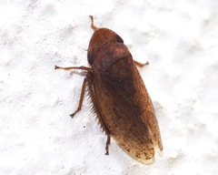 Aphrodes bicinctus