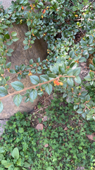 Cotoneaster simonsii