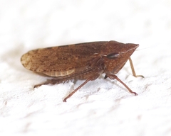 Aphrodes bicinctus