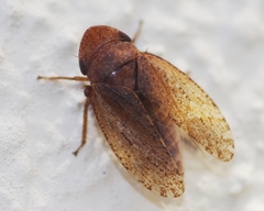 Aphrodes bicinctus