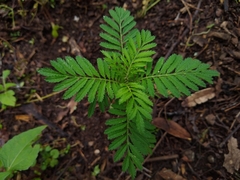 Tagetes foetidissima